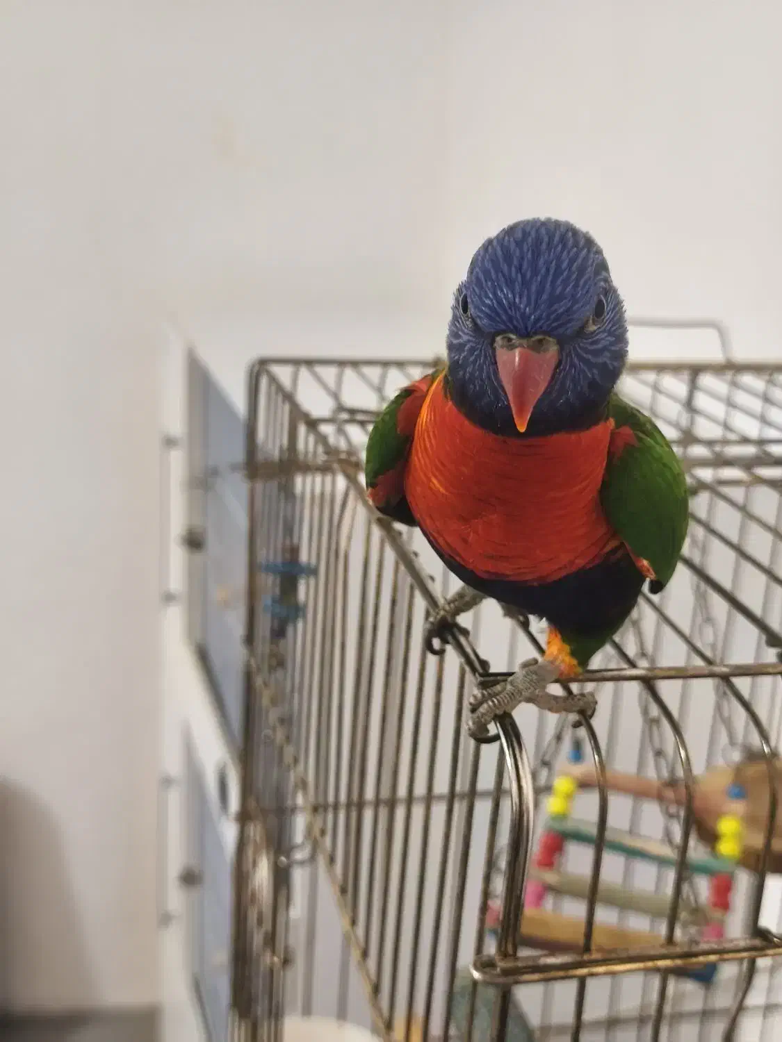 طوطی|پرنده|رضویه, |دیوار