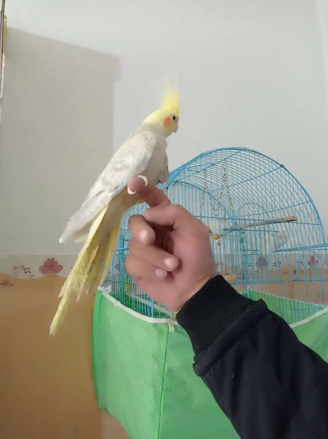 عروس هلندی دستی|پرنده|باروق, |دیوار