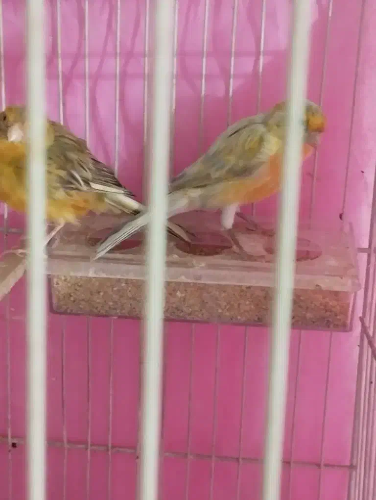 قناری|پرنده|مشهد, دوست آباد|دیوار