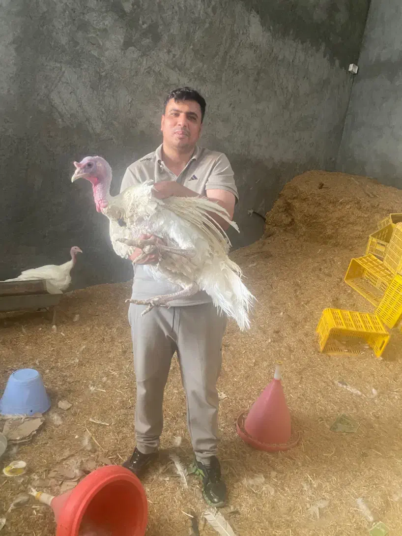 جوجه بوقلمون بیوتی ۶(گوشتی)زرین|حیوانات مزرعه|شیراز, حافظیه|دیوار