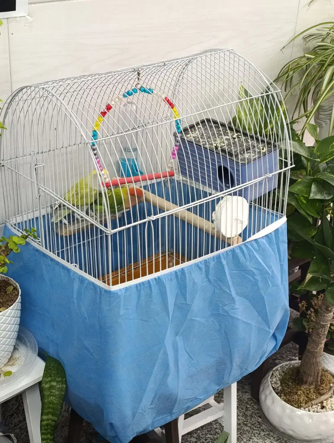 پرنده طوطی|پرنده|ماهدشت, |دیوار