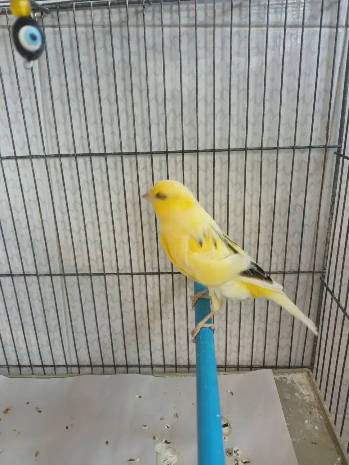 قناری نرخوش رنگ وزیبا|پرنده|کاشان, فاز ۱ ناجی آباد|دیوار