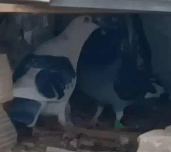 کفتر رنگی .المانی خال شستی طوطی برزیلی.عروس هلندی|پرنده|بومهن, |دیوار