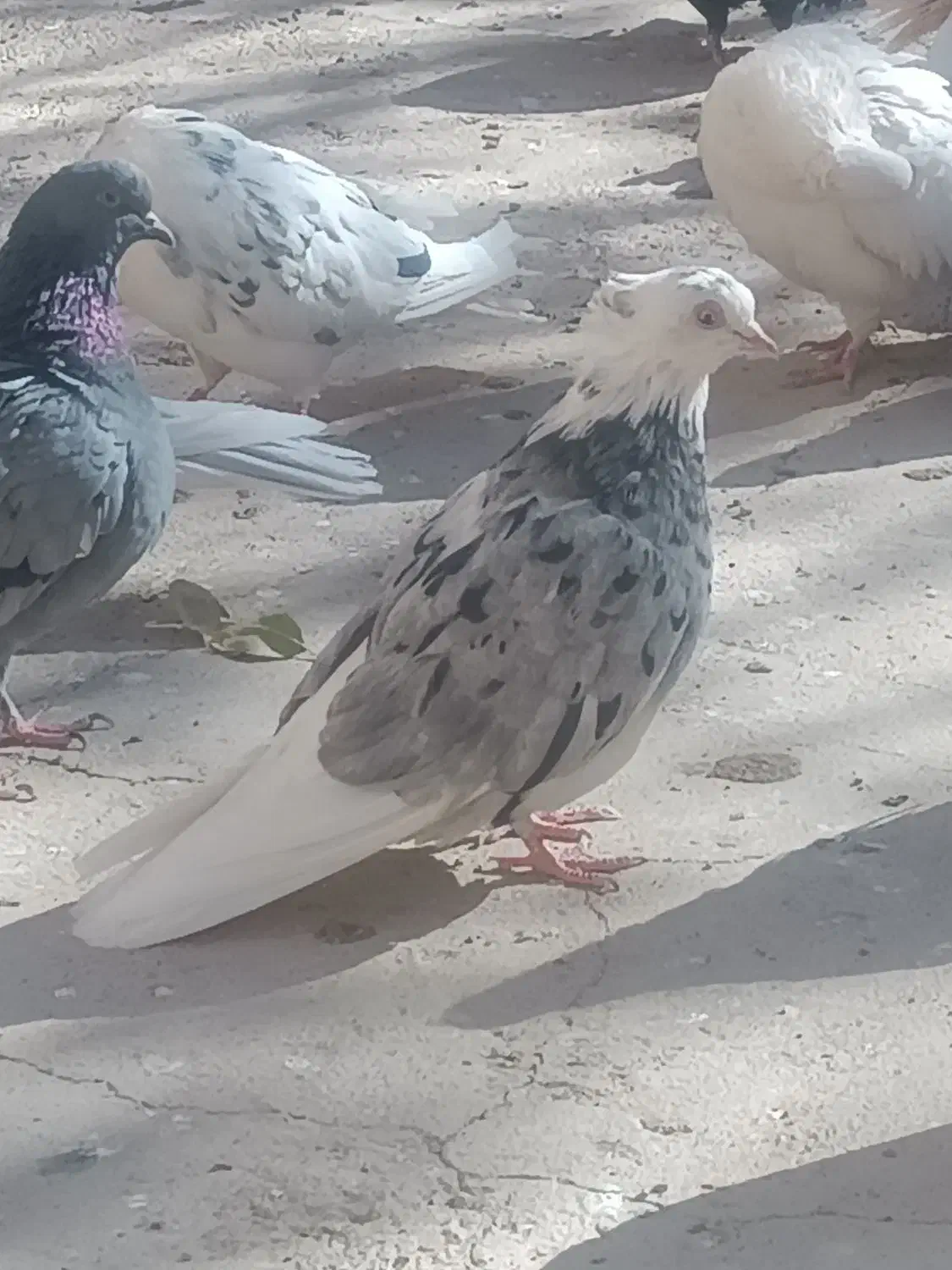 کبوتر شازده کله سیاه|پرنده|قم, انسجام|دیوار