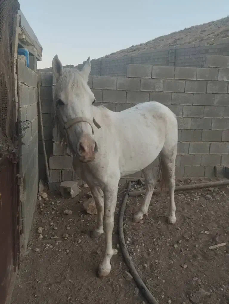 اسب فروشی|اسب و تجهیزات اسبسواری|شیراز, قلات|دیوار