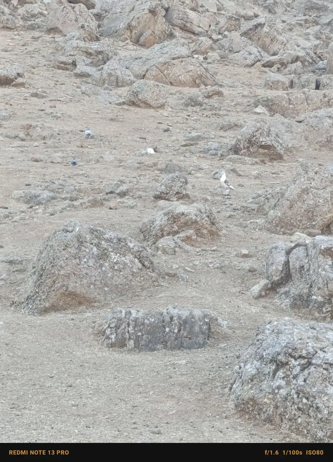 کبوتر|پرنده|پاپی, |دیوار