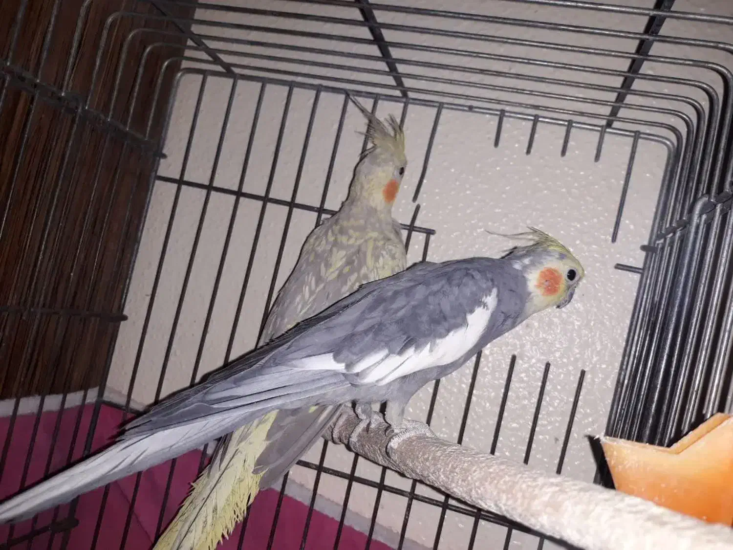 عروس هلندی خونگی و آس|پرنده|اصفهان, شهرک زاینده رود|دیوار