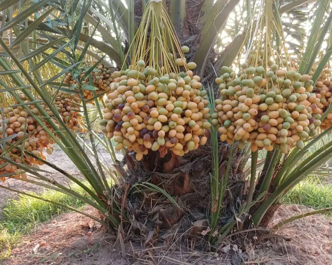 نخل للبیع فقط مشتری تماس واتساپ فیلم ارسالی موجود|خدمات باغبانی و درختکاری|شوشتر, |دیوار