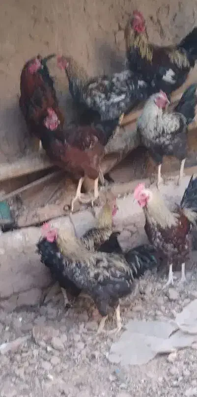 15تا طاقچه و10مرغ پارسالی|حیوانات مزرعه|تربت‌حیدریه, بالا ولایت|دیوار