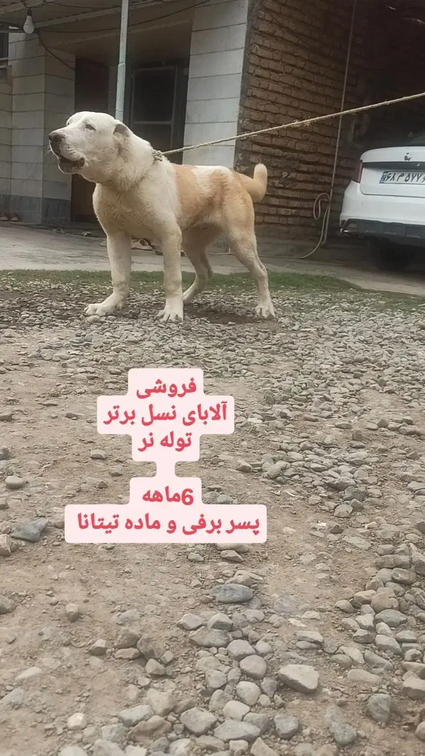 توله آلابای اصیل|سگ|آق قلا, |دیوار