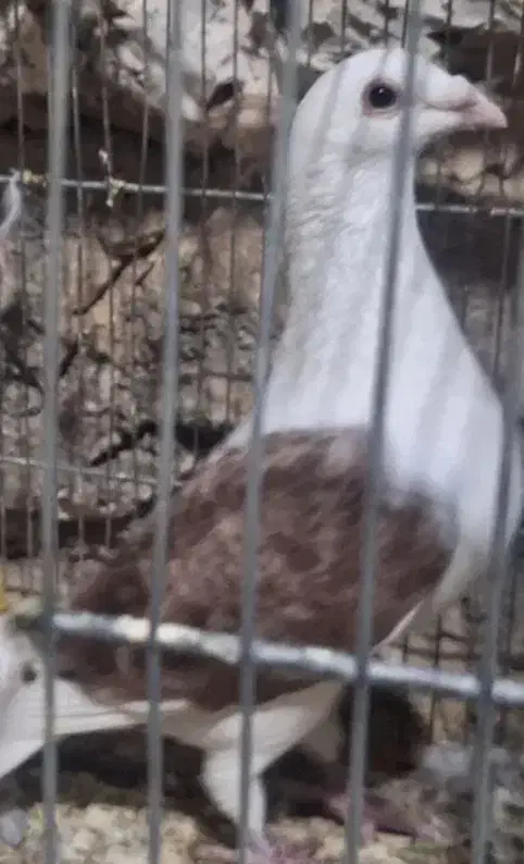 نامبر دوکت گمگشته|پرنده|ماهیدشت, |دیوار