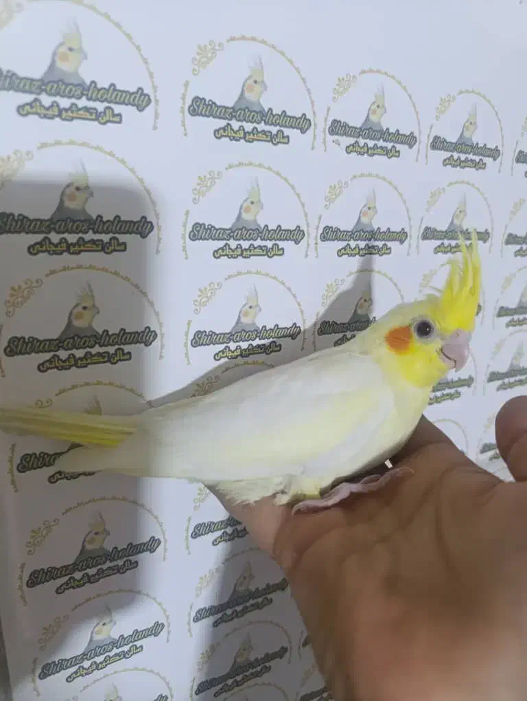 عروس هلندی  نرمخور دونخور دستی نرماده بالغ|پرنده|شیراز, پودنک|دیوار