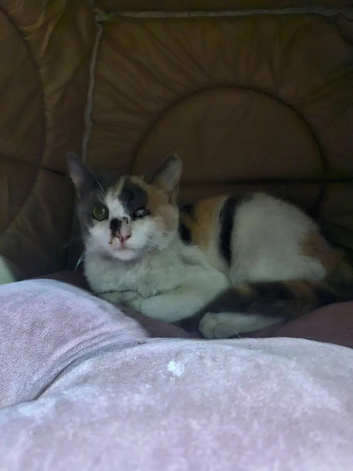 واگذاری گربه|گربه|لاهیجان, قیام|دیوار