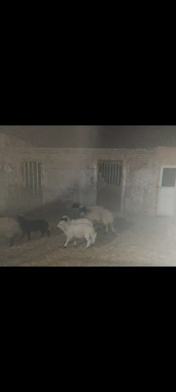 دامداری آغل|فروش زمین و ملک کلنگی|سبزوار, قصبه غربی|دیوار