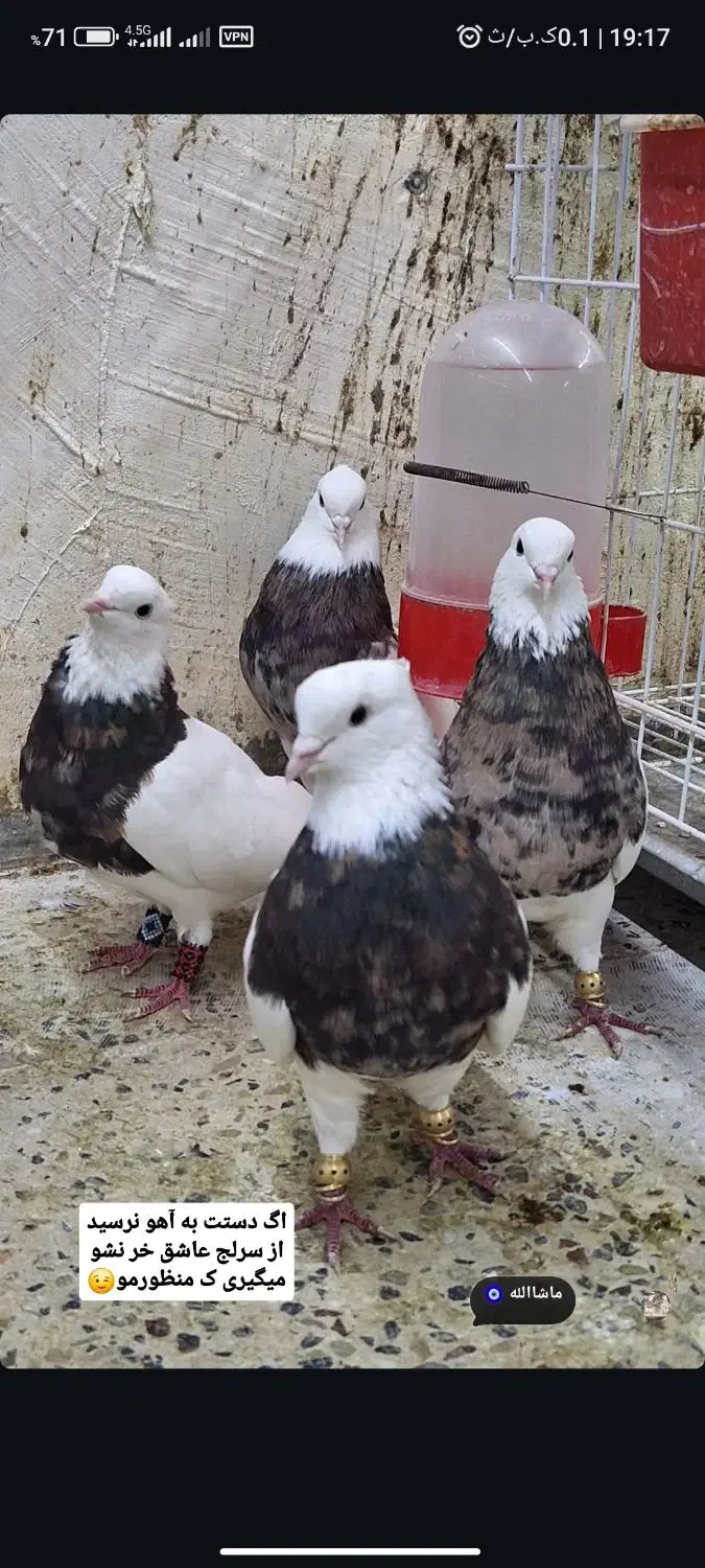 کبوتر یا کفتر طوقی سبز شازده سرور پرشی نقشی|پرنده|پیر بکران, |دیوار