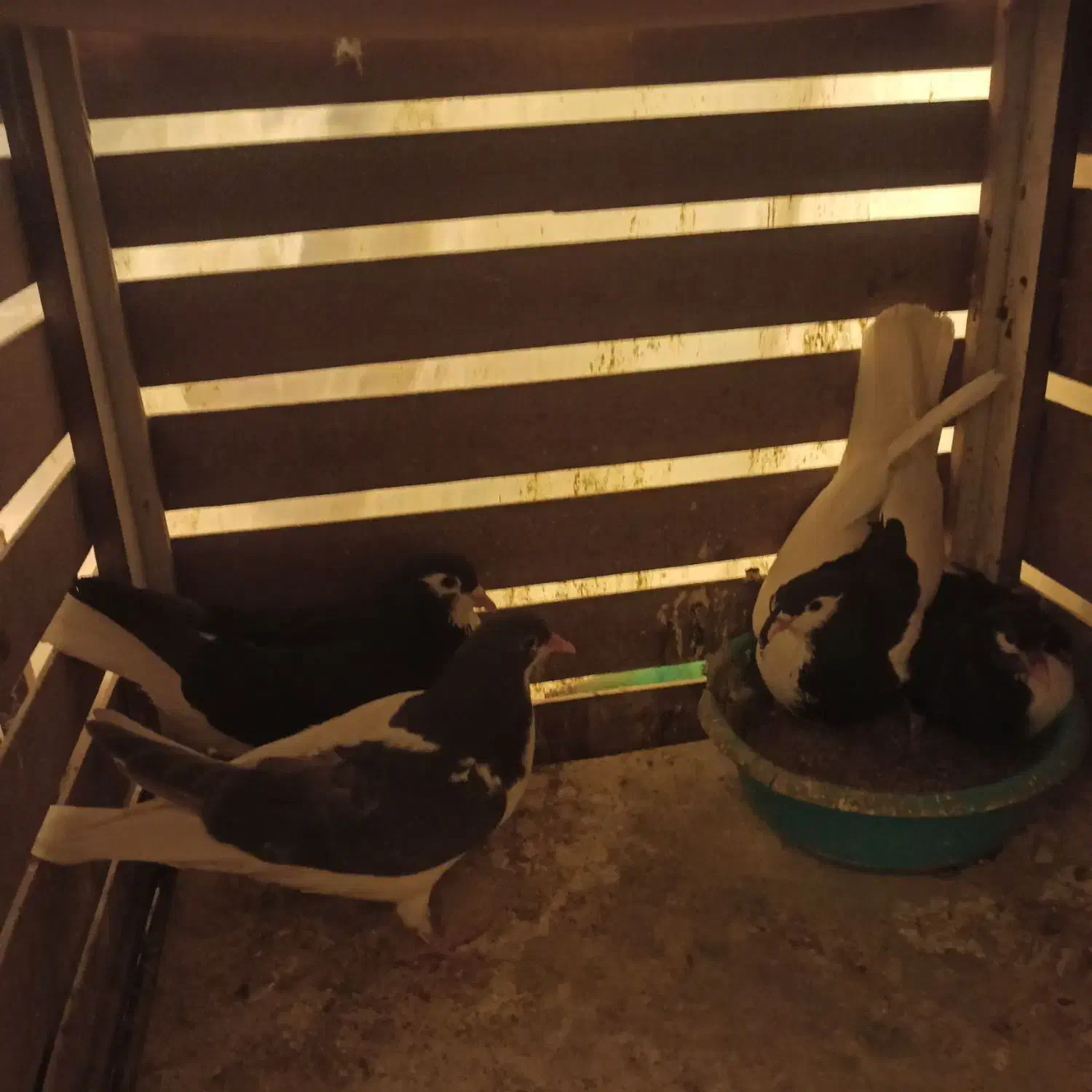 رنگی ساده|پرنده|بجنورد, |دیوار