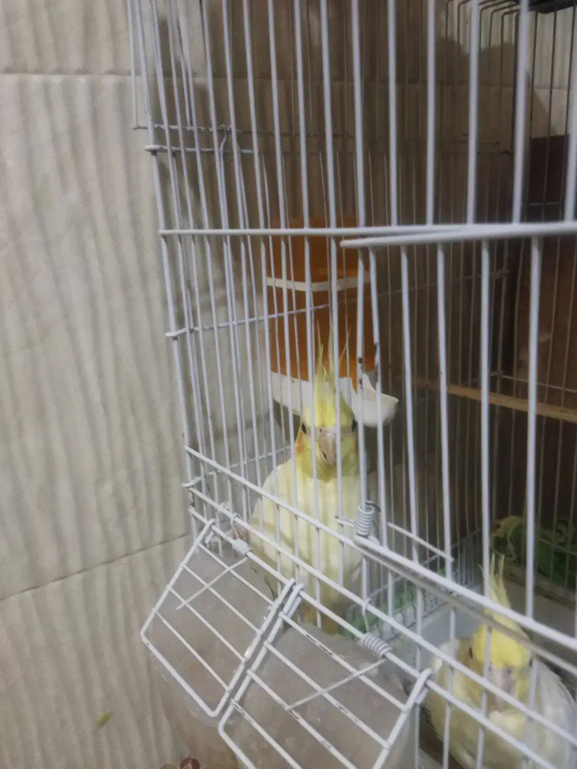 عروس هلندی |پرنده|محمدشهر, ولدآباد|دیوار