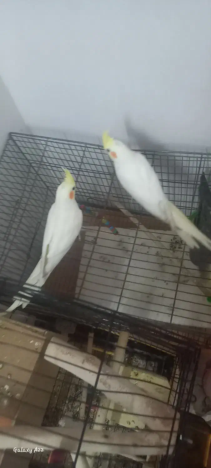 عروس هلندی|پرنده|بیرجند, |دیوار