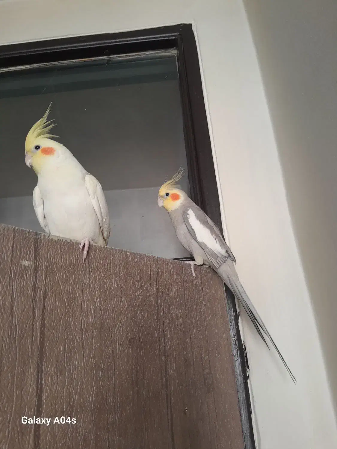 فروش عروس هلندی|پرنده|اندیشه, اندیشه فاز ۱|دیوار