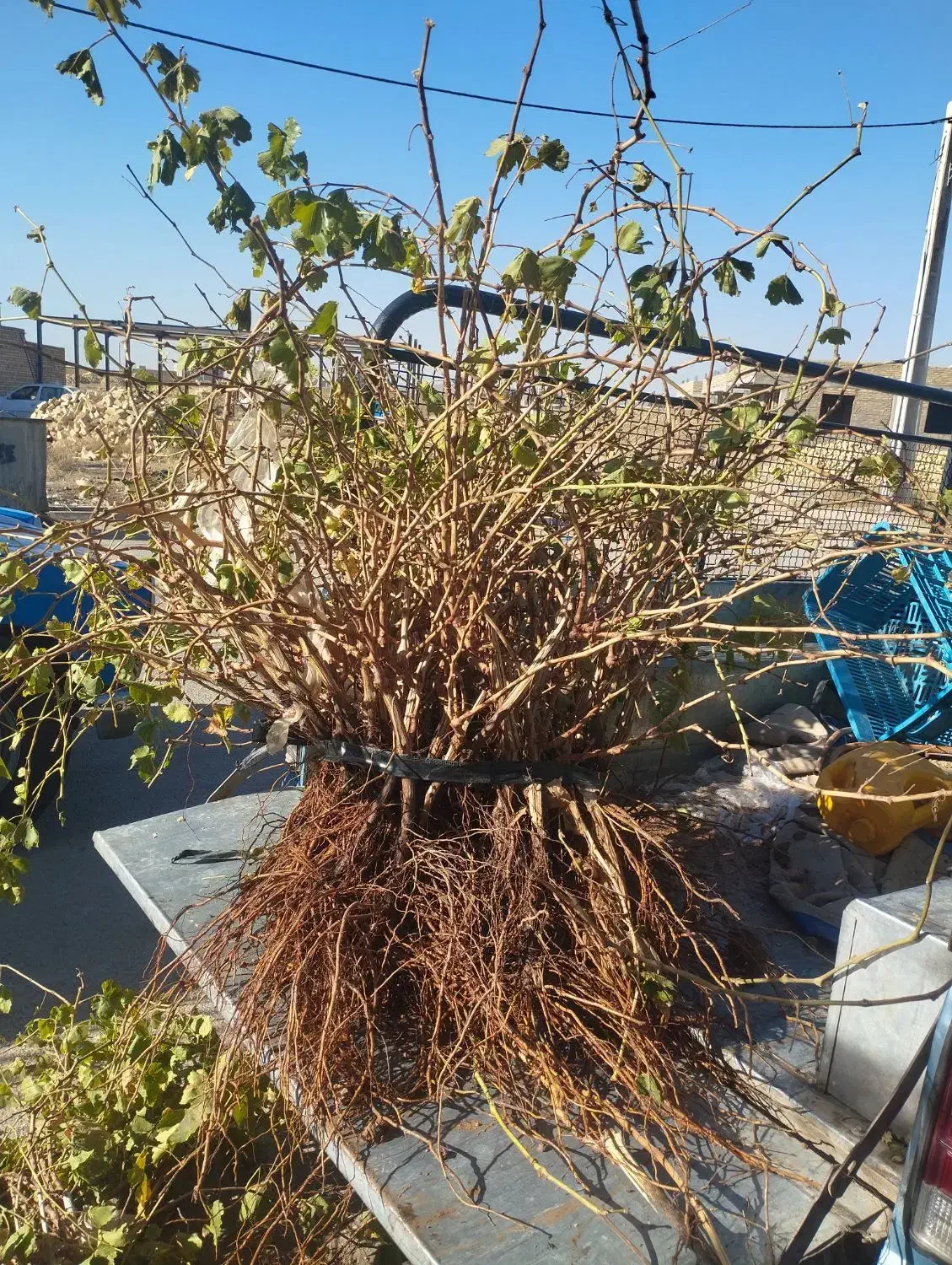 نهال انگورکشمشی خالص ضمانتی|خدمات باغبانی و درختکاری|ملایر, |دیوار