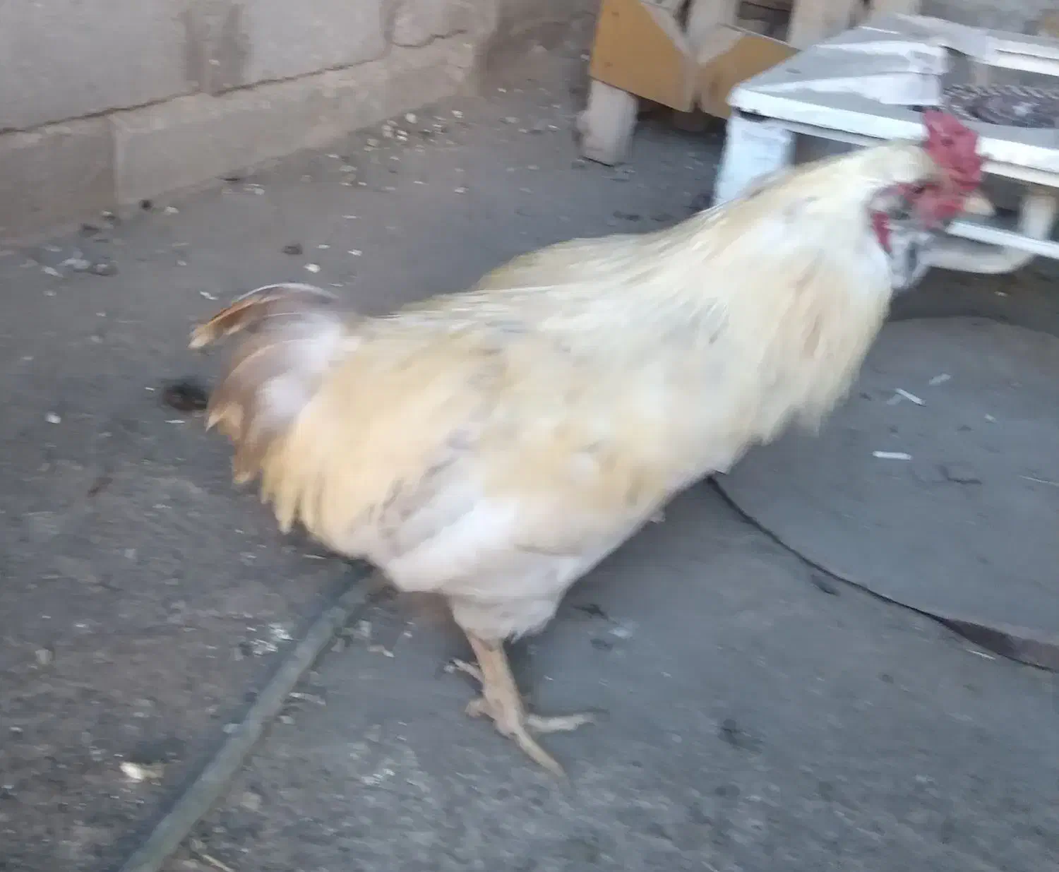 خروس محلی|حیوانات مزرعه|صوفیان, |دیوار