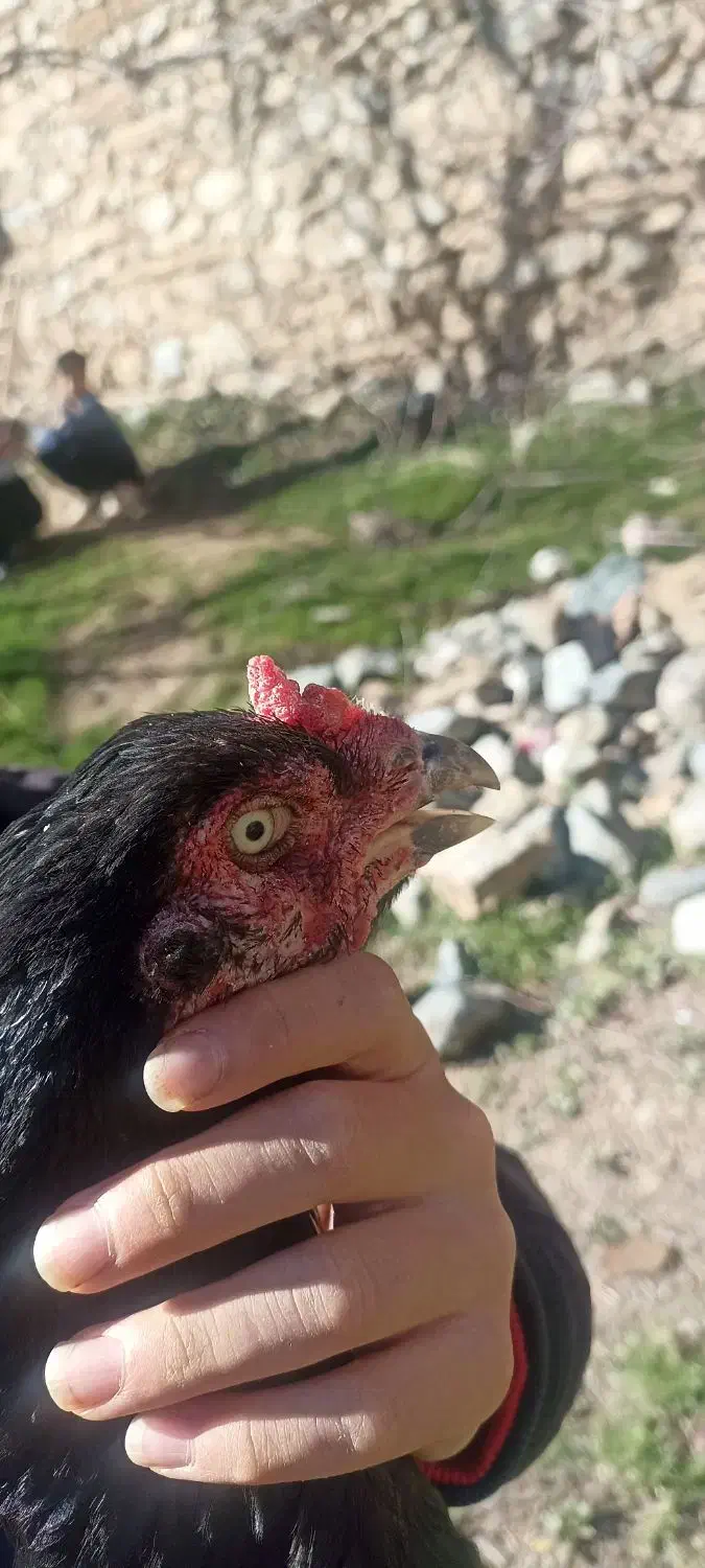 مرغ لاری|حیوانات مزرعه|سروآباد, |دیوار