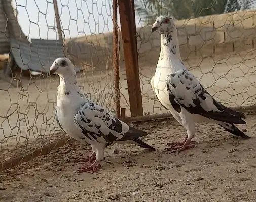 پلاکی|پرنده|اهرم, |دیوار