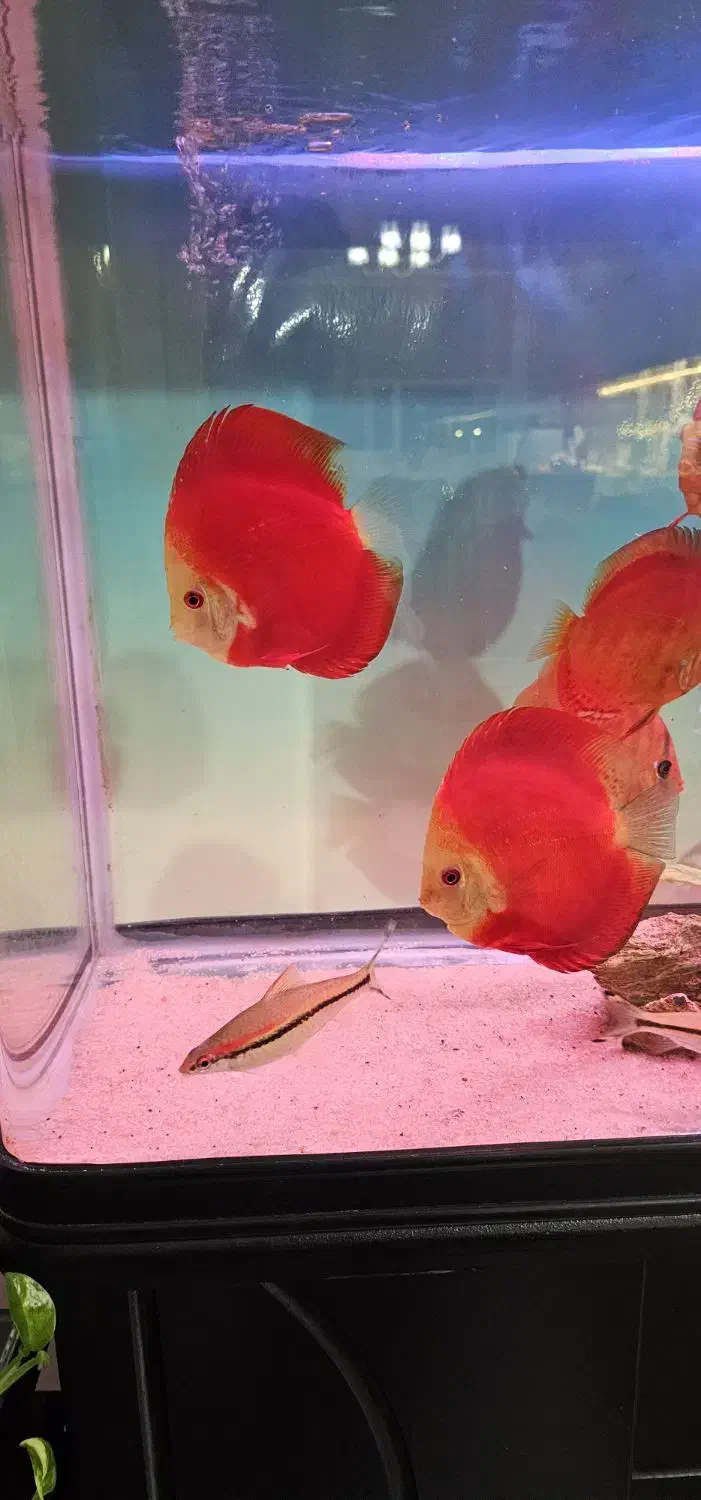 دیسکس گرید بالا|ماهی|مشهد, گاز|دیوار