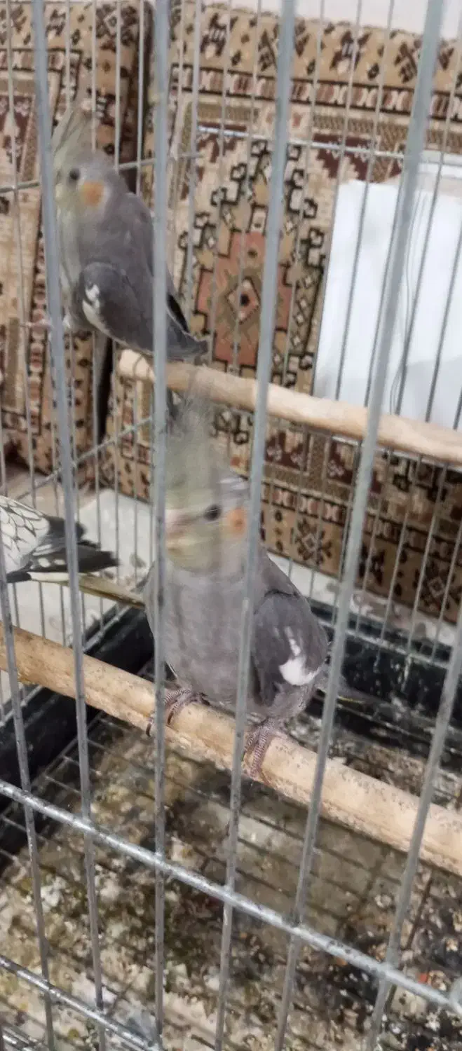 یک جفت عروس هلندی دو ماه|پرنده|دشتابی, |دیوار