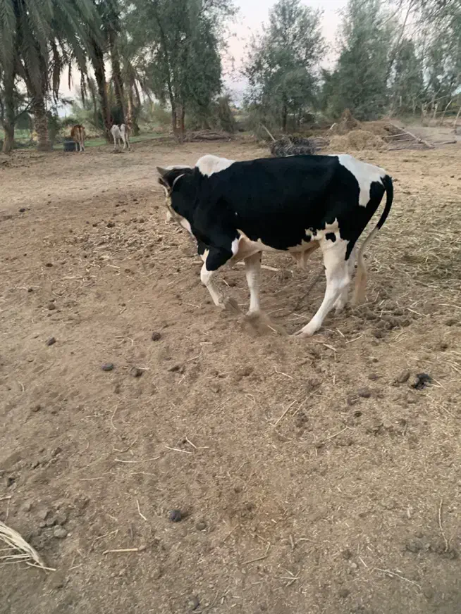 فروش دو عدد نر گاو چاق گوشتی|حیوانات مزرعه|چاه داد خدا, |دیوار