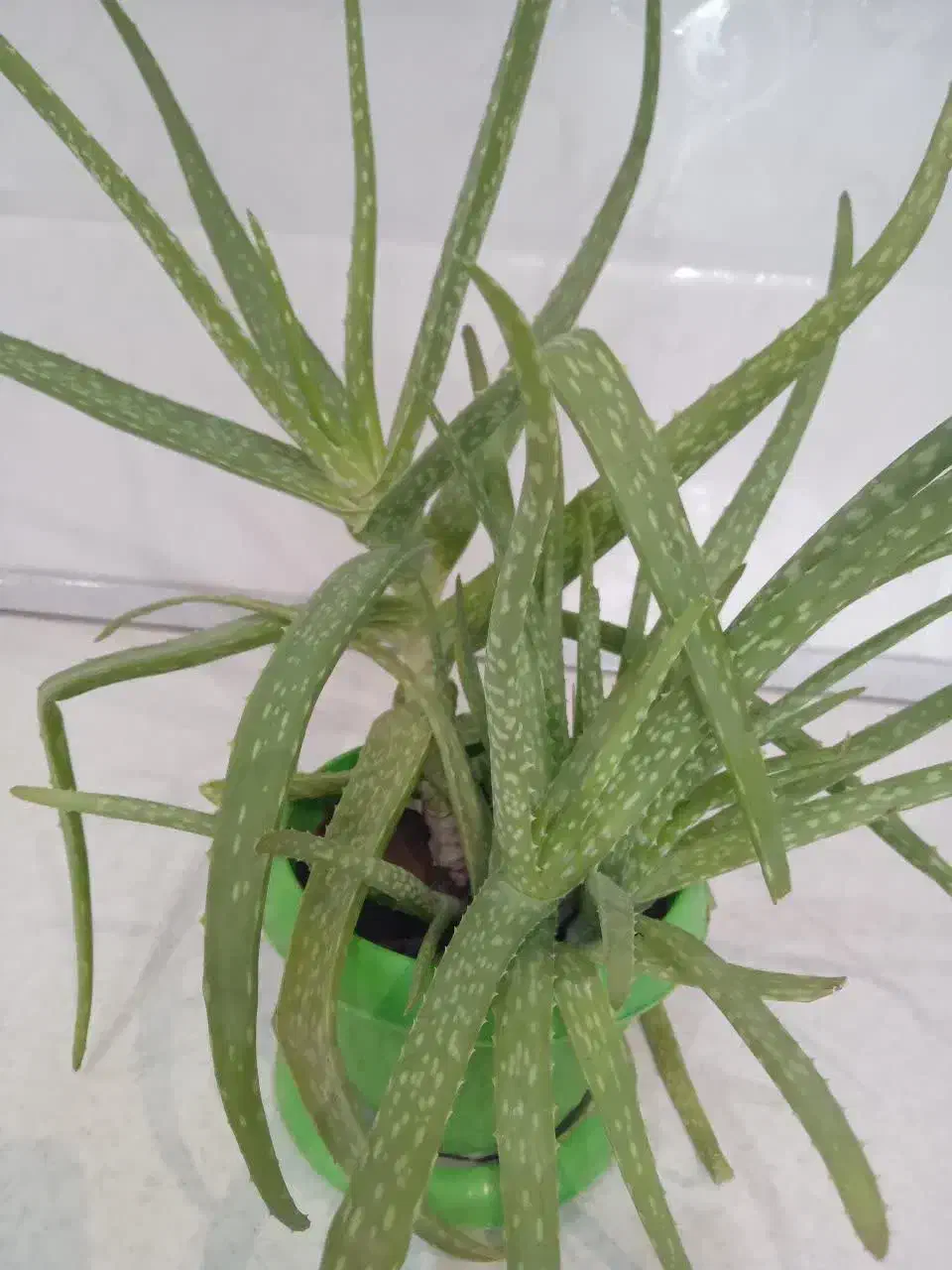 گل های  خانگی شاداب ، قیمت مناسب|گل و گیاه طبیعی|خوی, |دیوار