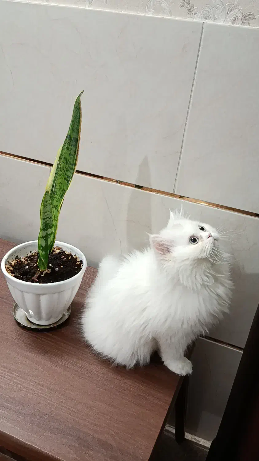 گربه پرشین|گربه|هشتگرد, شهرک بعثت|دیوار