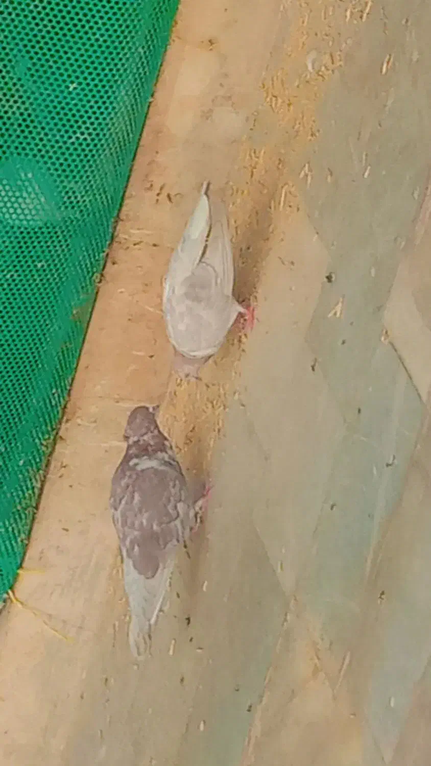 کفتر پرشی خوشگل|پرنده|بروجن, |دیوار