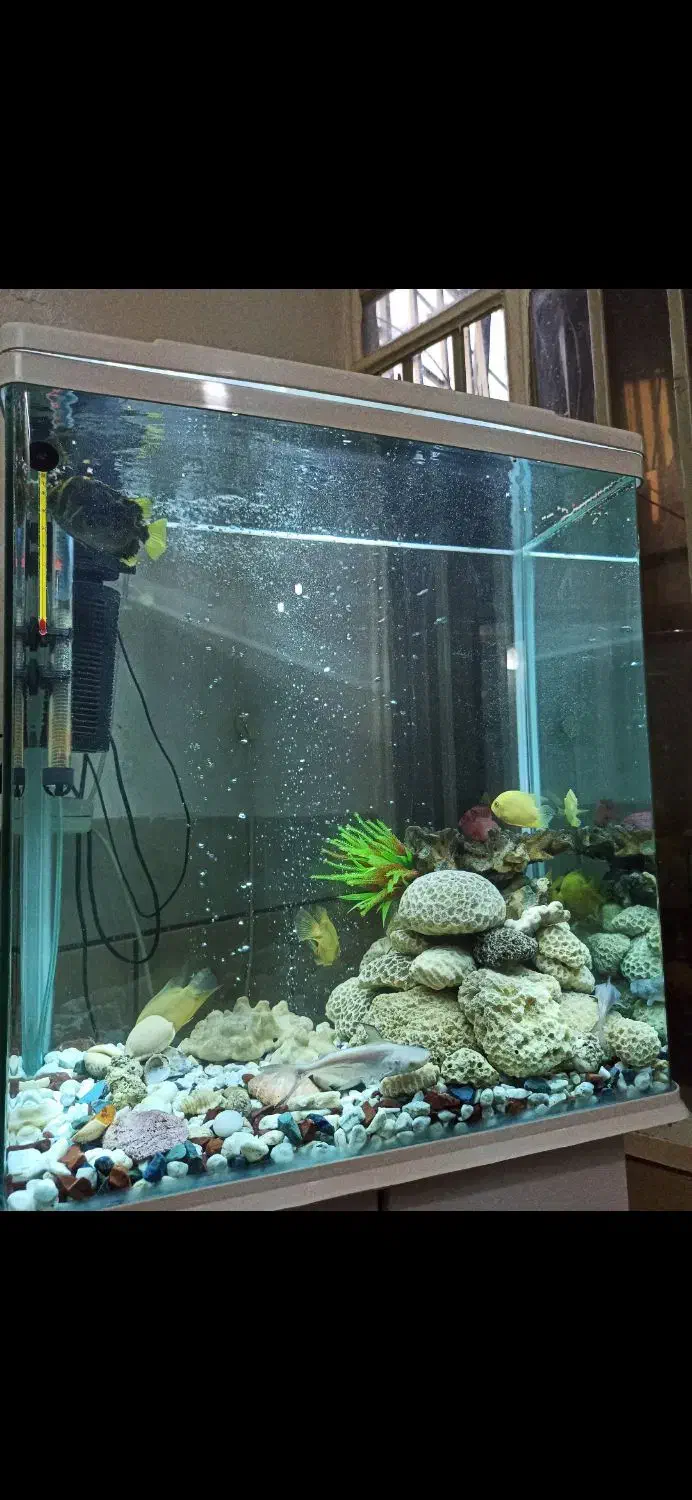 آکواریم دلسا درحد نو با ماهی گوشتخوار|ماهی|شیراز, پودنک|دیوار