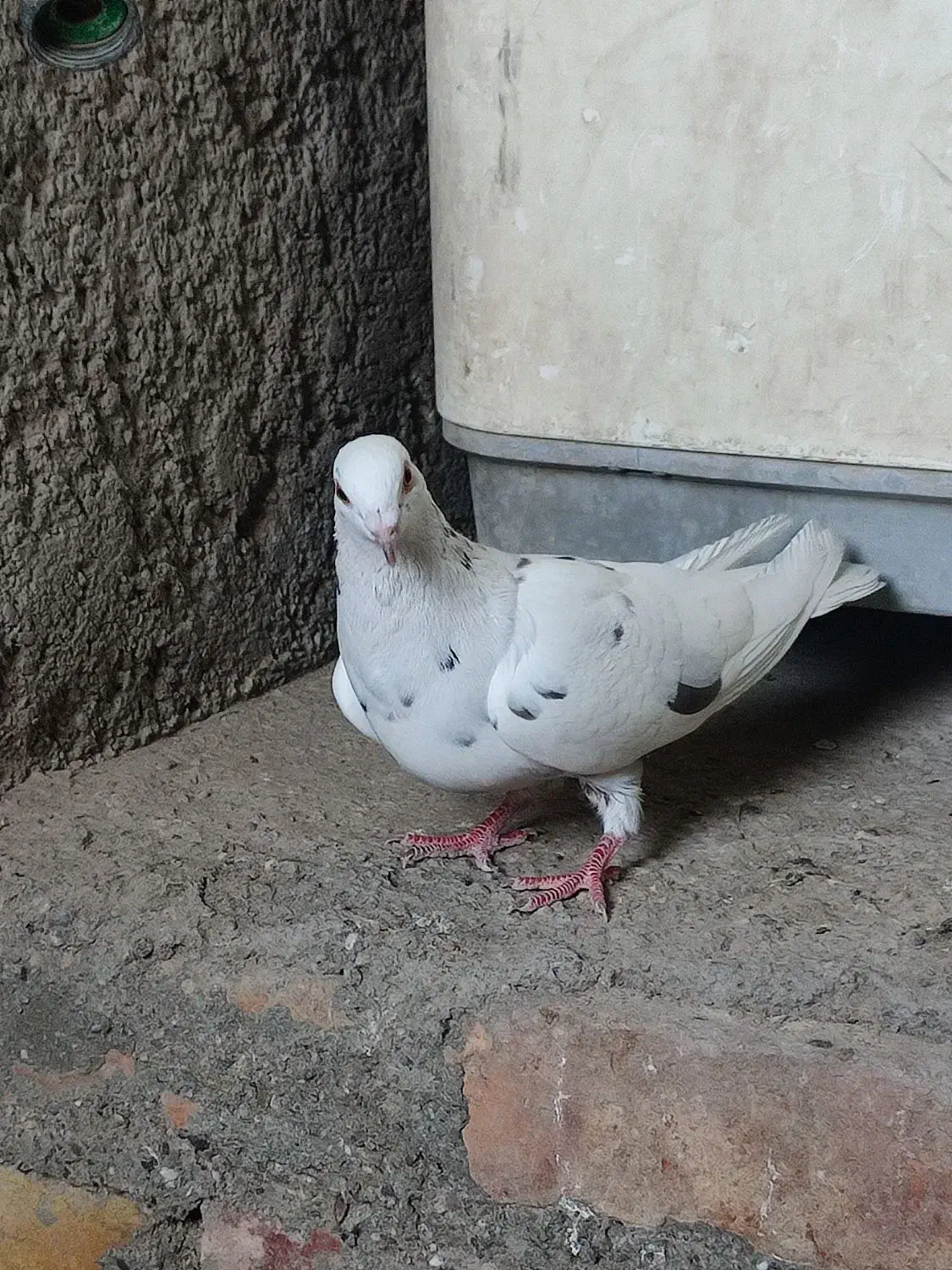 کبوتر|پرنده|ایرانشهر, |دیوار