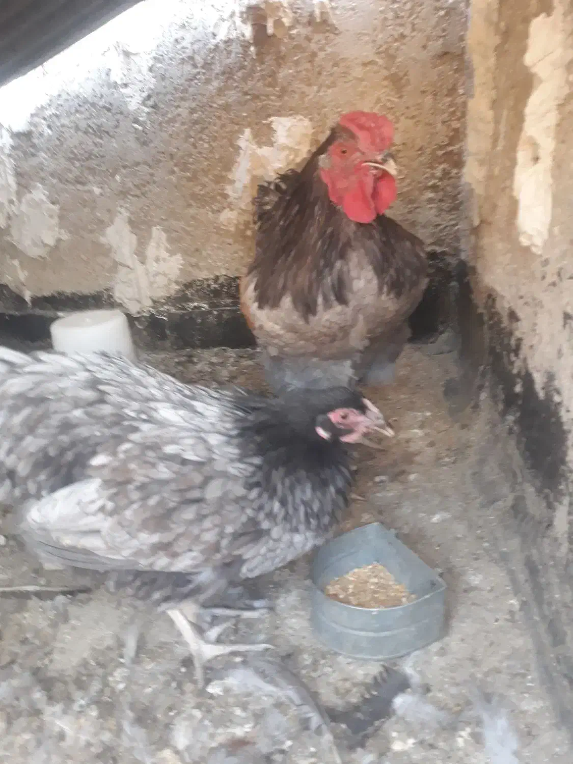 مرغ و خروس ویوندت|حیوانات مزرعه|شیراز, میانرود|دیوار