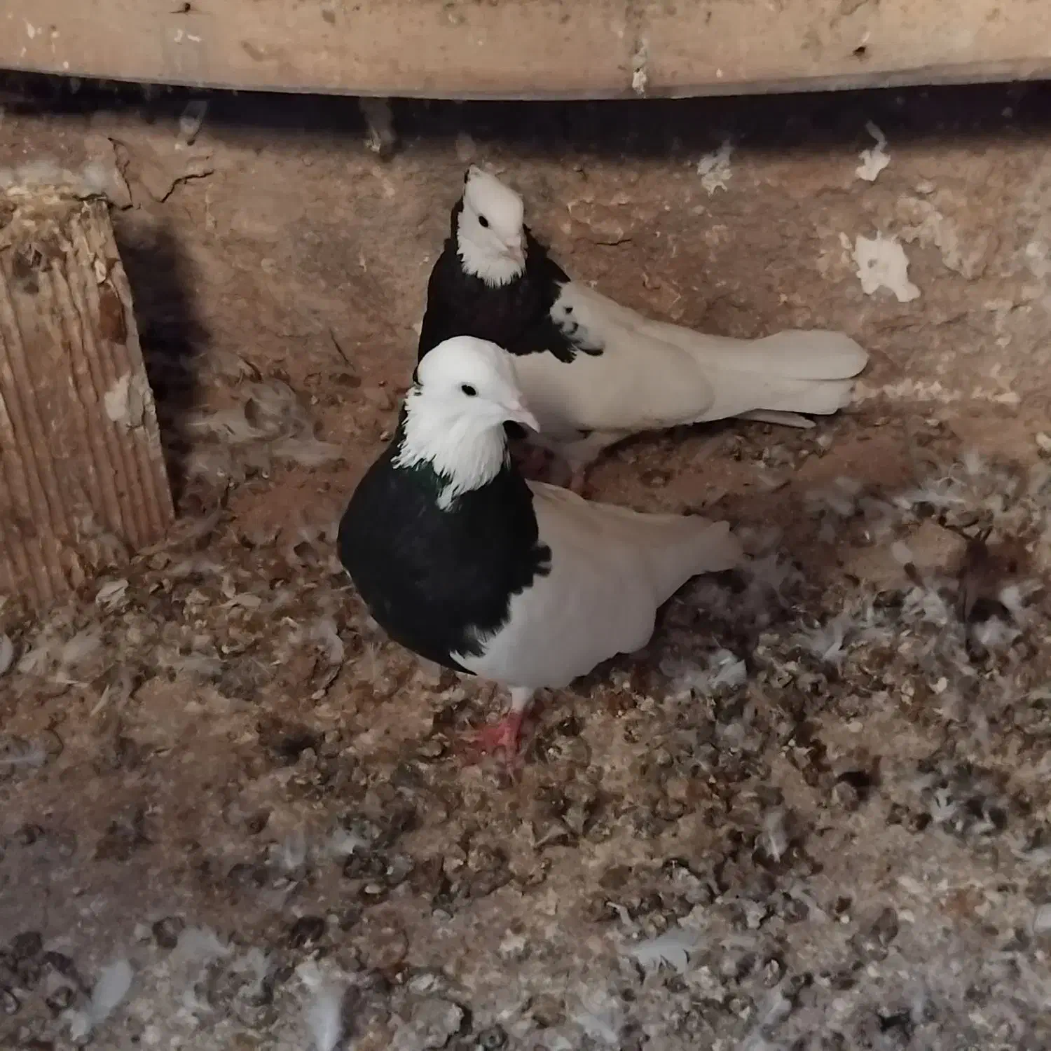 یه جفت طوقی سیاه|پرنده|اقبالیه, |دیوار