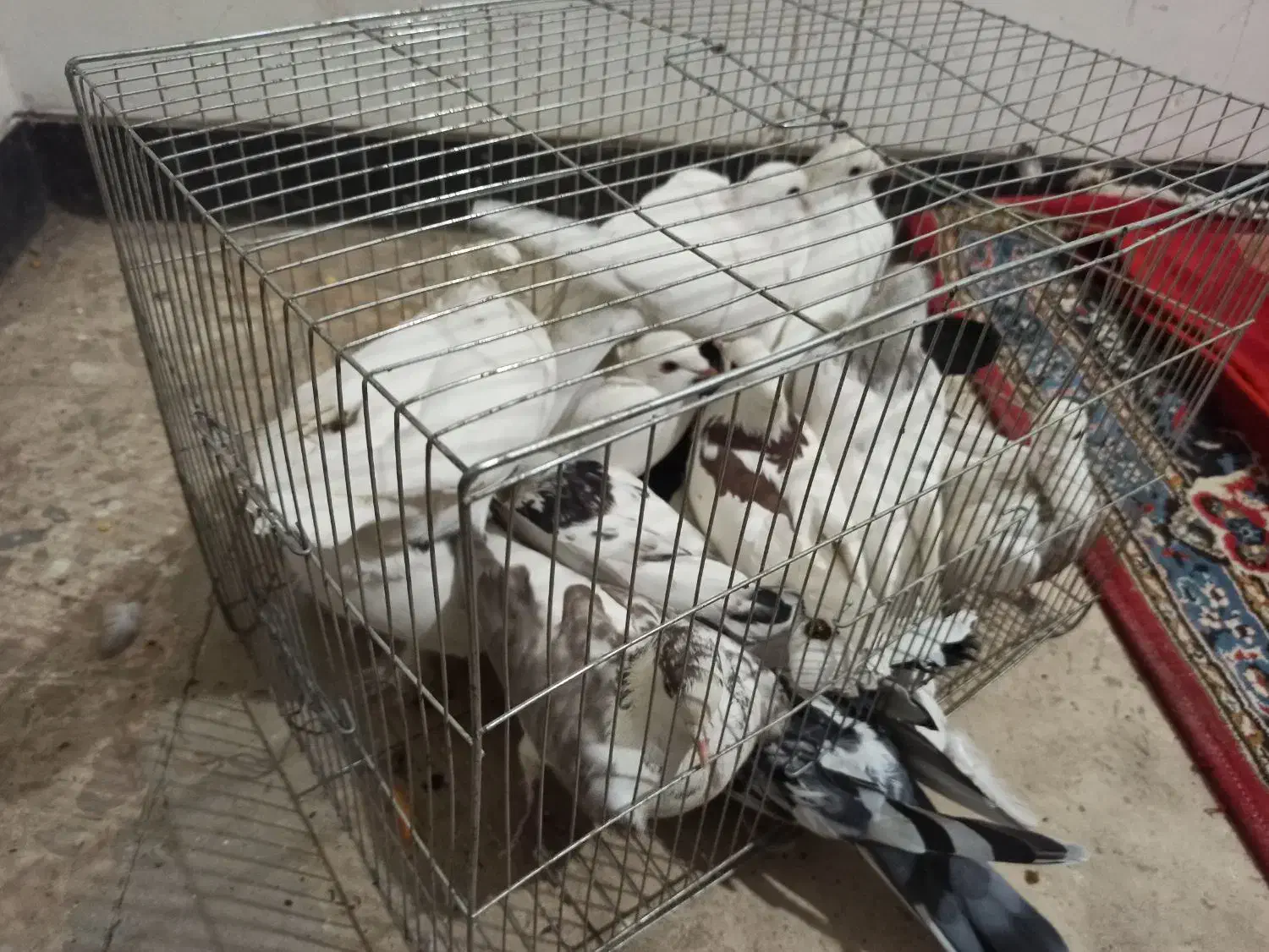 ۳۰عدد کبوتر|پرنده|باغ بهادران, |دیوار