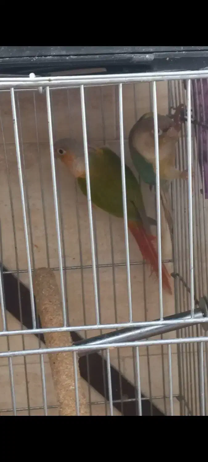 دو جفت طوطی گرینچیک|پرنده|پاکدشت, حصار امیر|دیوار