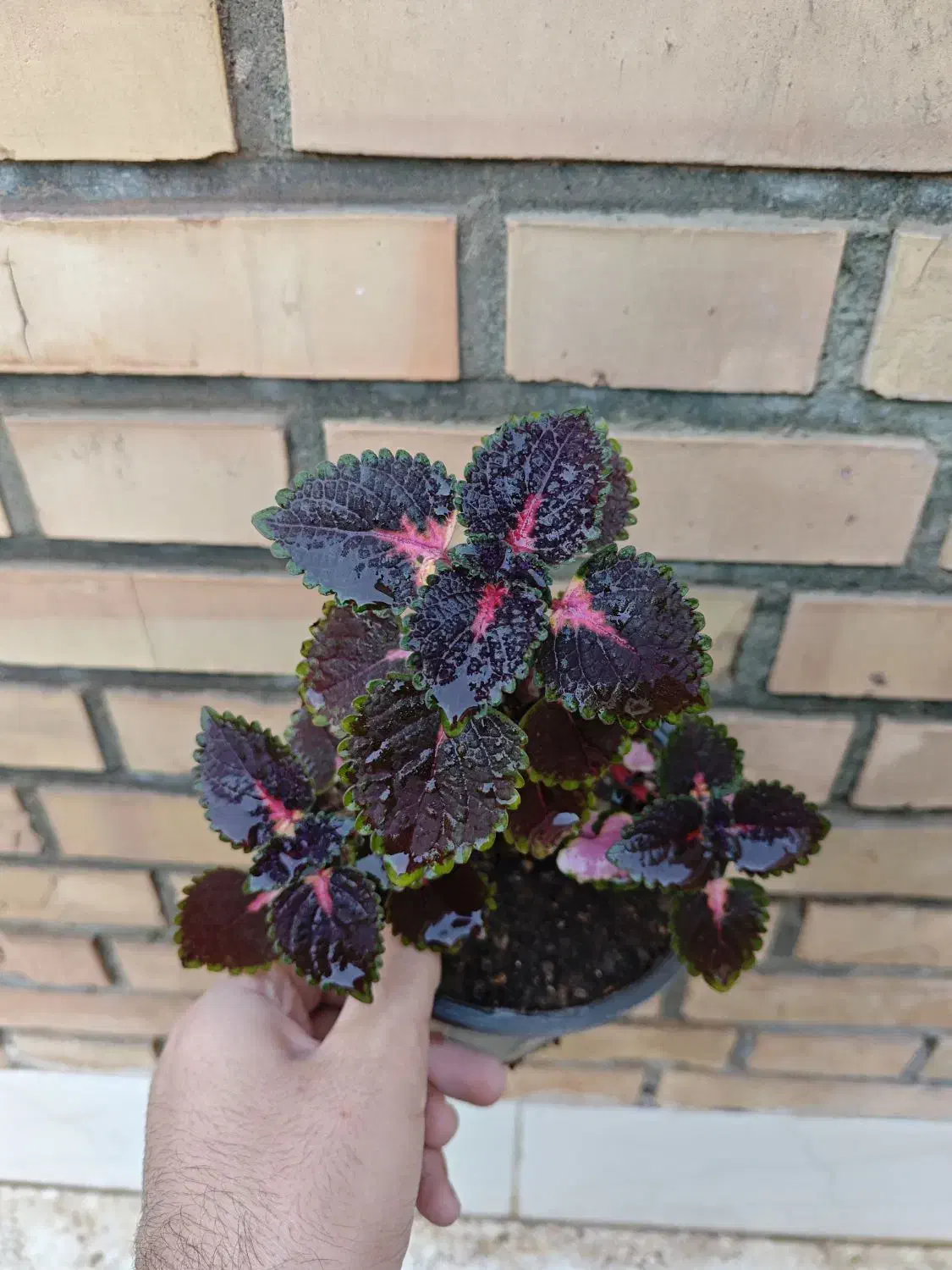 انواع گل|گل و گیاه طبیعی|سبزوار, کاشفی شمالی (دادگستری)|دیوار