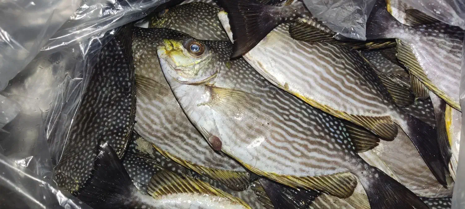 ماهی صافی|ماهی|قشم, |دیوار