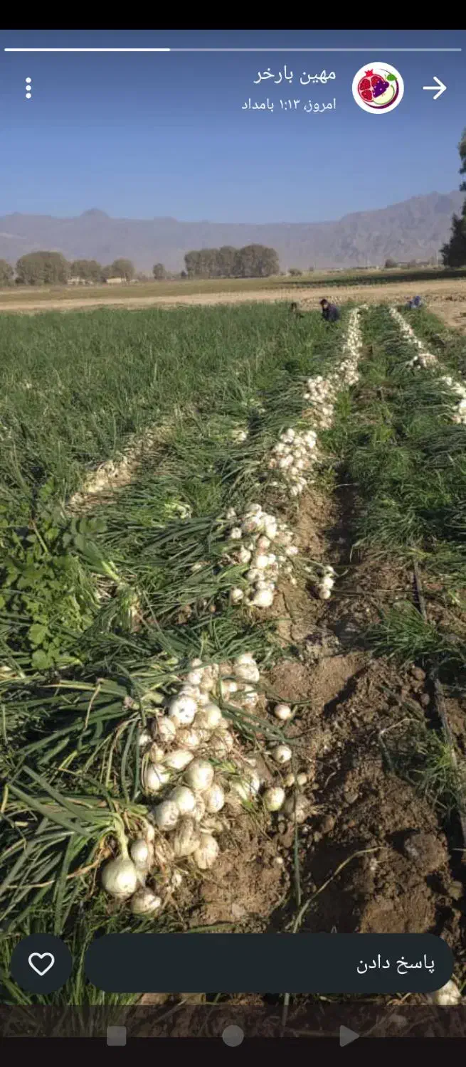 گروه پیاز کنی 12نفره باقیمت مناسب|خدمات باغبانی و درختکاری|جیرفت, |دیوار