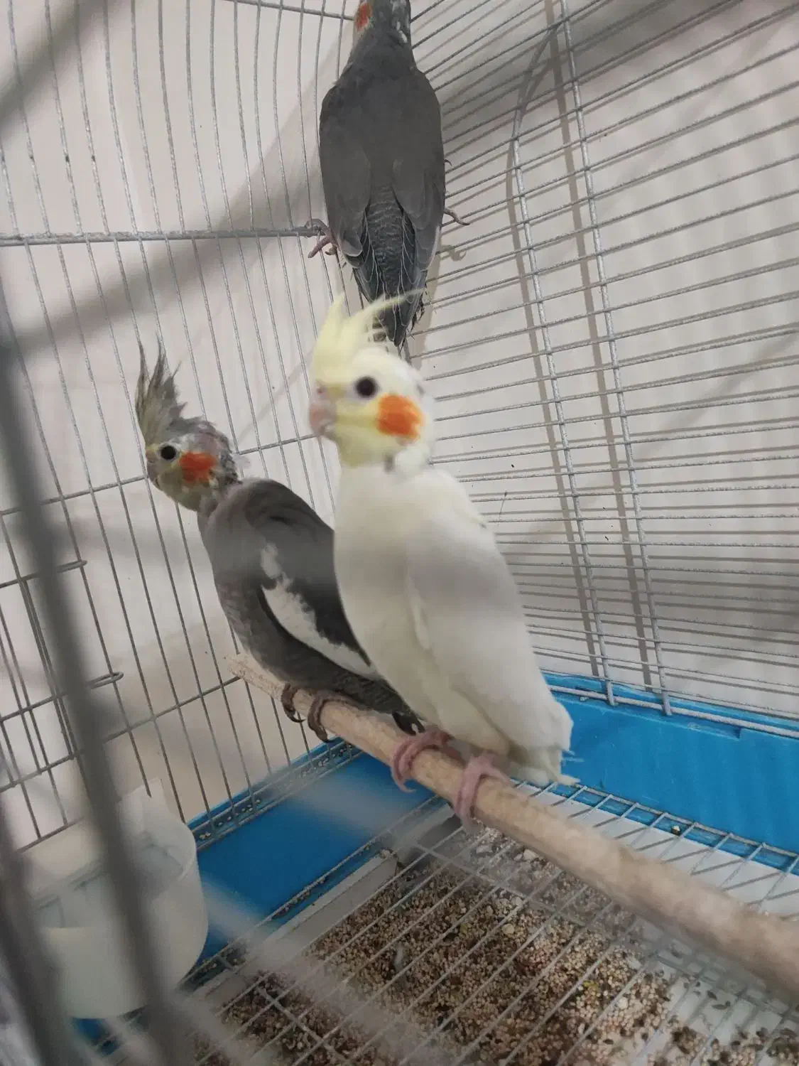 سه تا جوجه عروس هلندی|پرنده|دورود, |دیوار