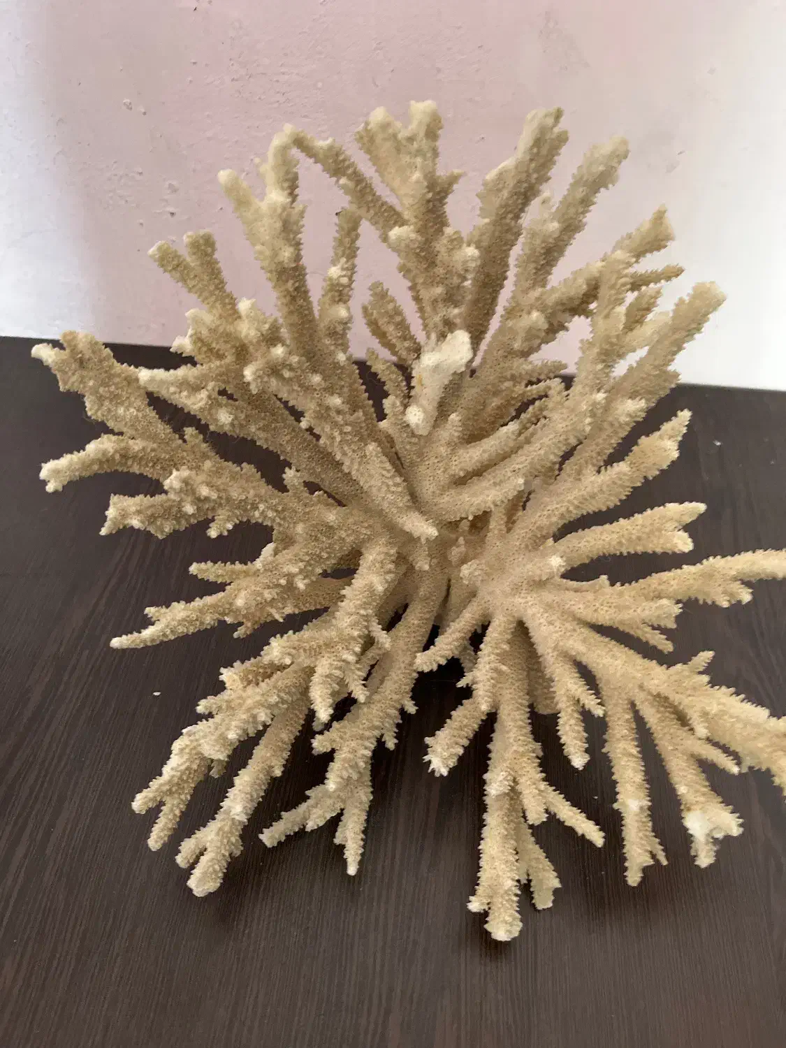 گل.|ماهی|شیراز, گلدشت معالی‌آباد|دیوار