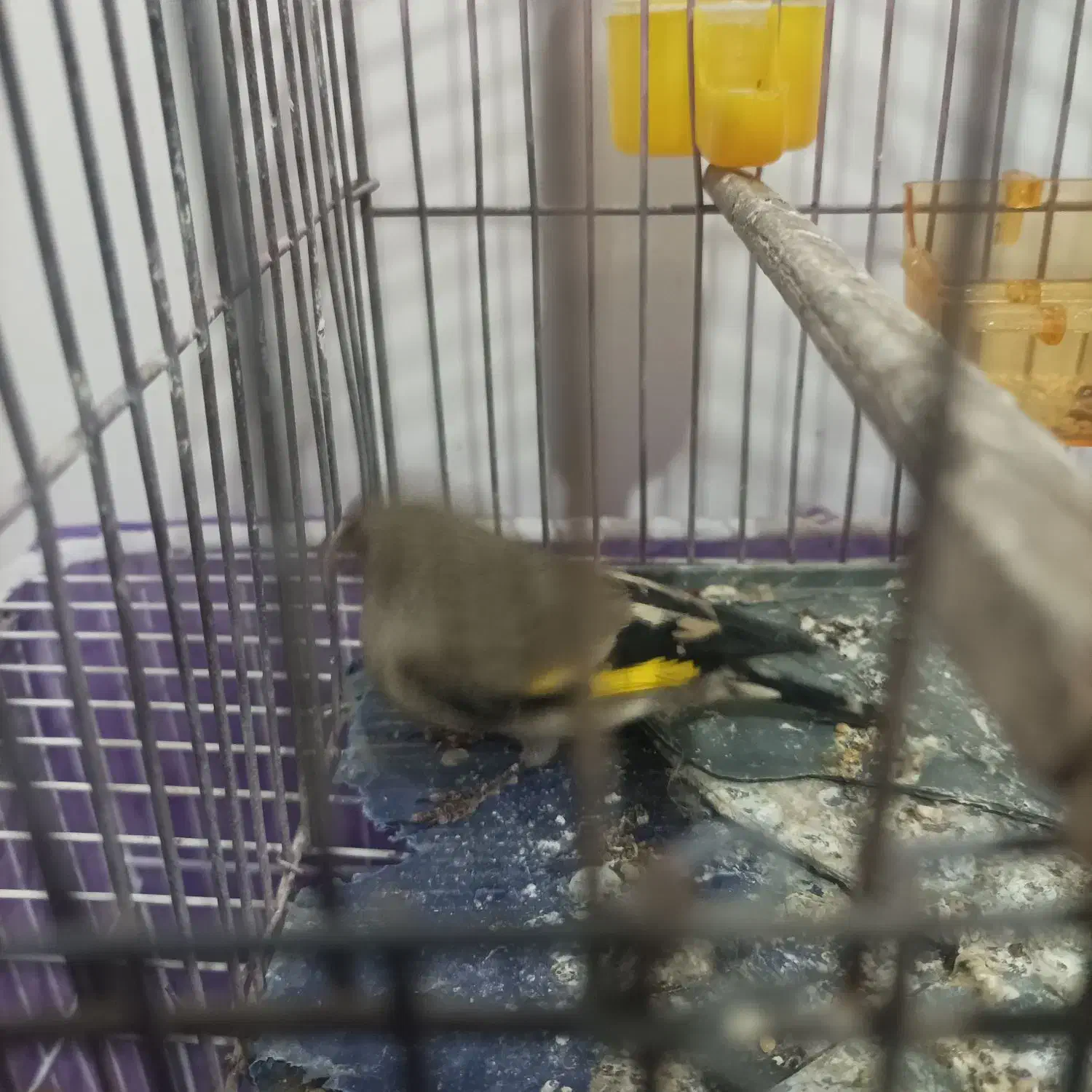 سره ماده و کوتوله سخنگو نر|پرنده|مشهد, کوی دروی|دیوار