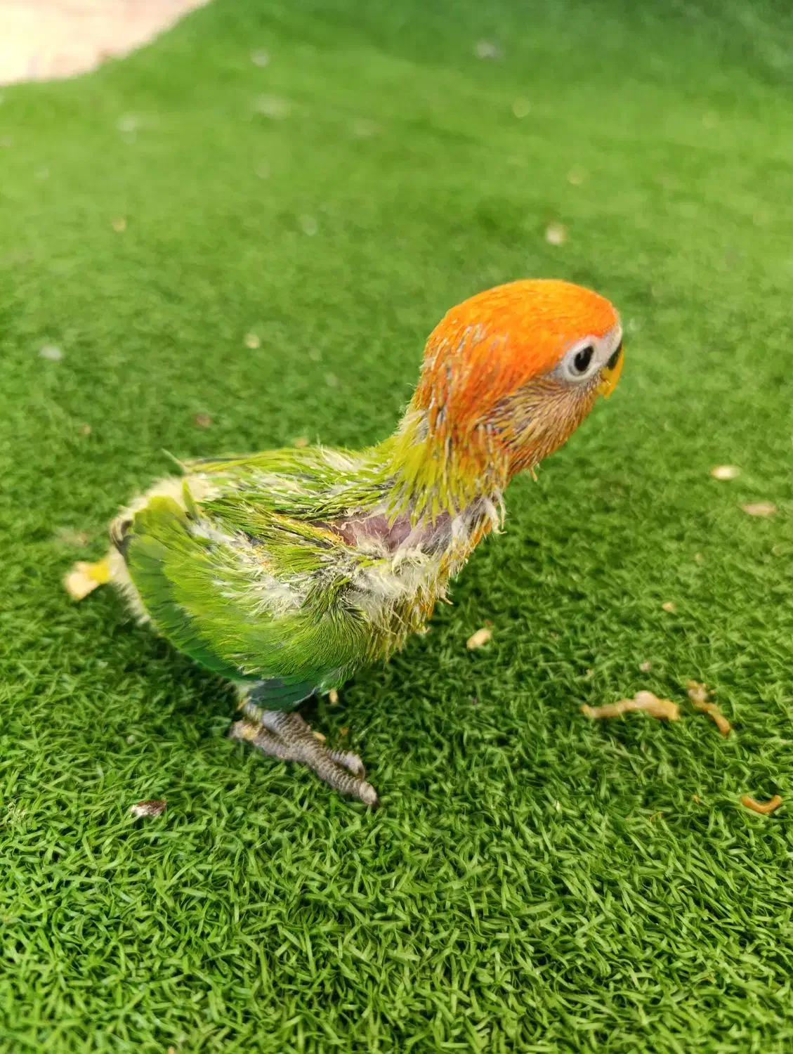 طوطی برزیلی دستی سرلاکی|پرنده|شیراز, دکتر حسابی|دیوار