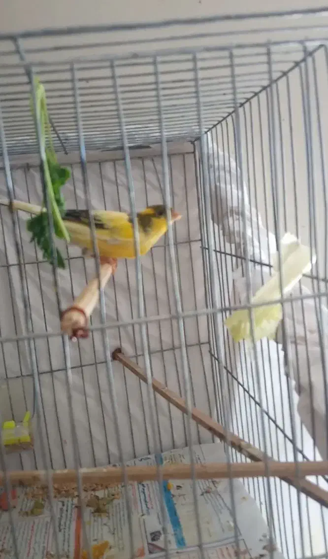 قناری قورولتی بخوان|پرنده|اردبیل, |دیوار