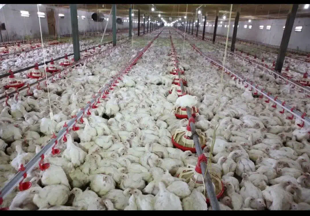 فروش مرغداری 9هزار قطعه/ تمام اتوماتیک|فروش دفتر صنعتی، کشاورزی، تجاری|ملایر, |دیوار