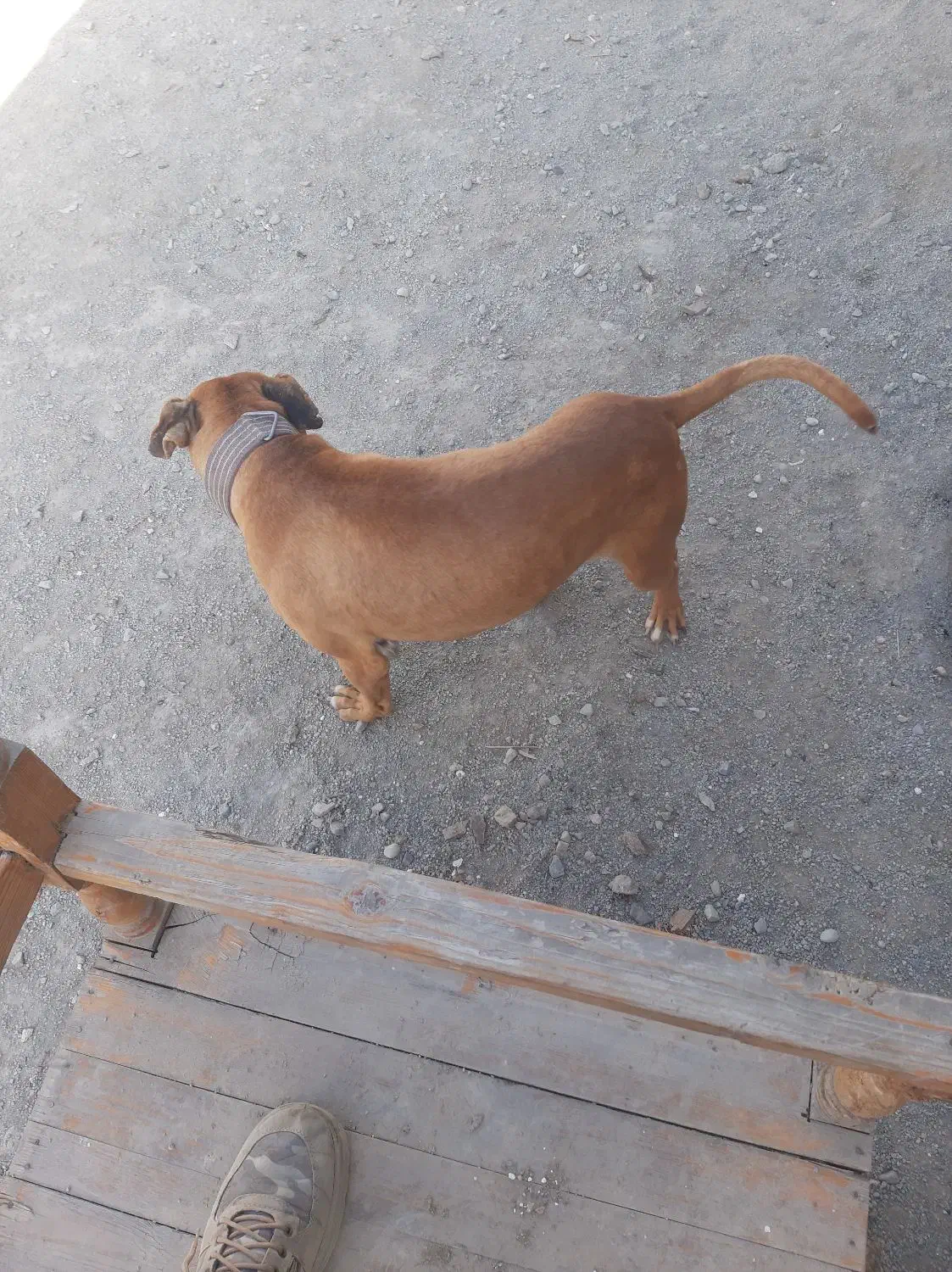 پیت بول نر ۲ساله|سگ|کرج, اسدآباد|دیوار