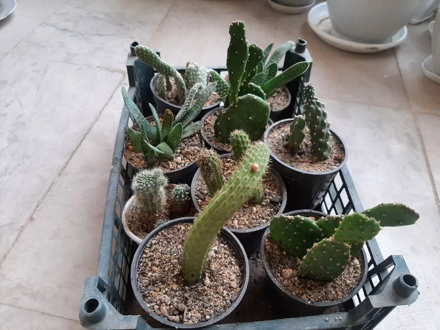 گل طبیعی|گل و گیاه طبیعی|بروجرد, |دیوار